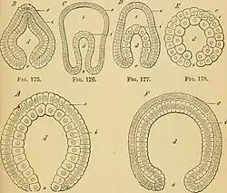 Fig. 174. — (A) Gastrula van een zoöfyt (sponzen , koraal en zeeanemonen en een deel van de Ciliophora). Fig. 175. — (B) Gastrula van een Sagitta). Fig. 176. — (C) Gastrula van een stekelhuidige (Zeesterren, Urasterella). Fig. 177. — (D) Gastrula van een Arthropoda (Primitieve krab, Nauplius). Fig. 178.— (E) Gastrula van een slak (Lymnaea). Fig. 179.— (F) Gastrula van een gewervelde (Branchiostoma, lancetvisje). d=archenteron, s=blastocoel, e=ectoderm, i=endoderm
