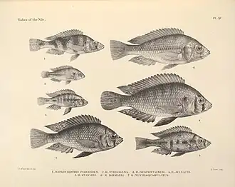 Haplochromis melanopus