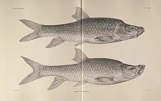 Labeobarbus gorguari