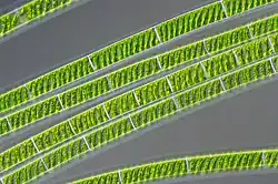 Spirogyra-soorten leven in zoet water