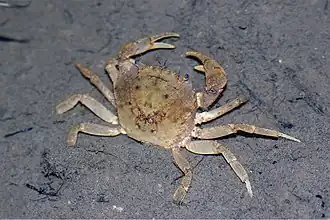 Somanniathelphusa zanklon