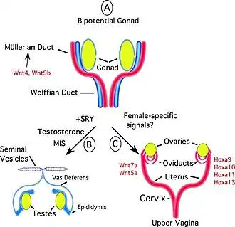 A. Voor de overgang van embryo naar foetus zijn de gonaden, gangen van Wolff (blauw) en gangen van Müller (rood) van de gonadale richel bipotentieel B. Bij aanwezigheid van een SRY-gen activeert deze SOX9 en differentiëren de gonaden van de teelballen die zowel het antimüllerseganghormoon (AMH) produceren om de gangen van Müller uit te schakelen als testosteron om de differentiatie van de gangen van Wolff te stimuleren C. In afwezigheid van SRY differentiëren in de regel de eierstokken zich, degenereren de gangen van Wolff en ontwikkelen de gangen van Müller zich tot een eenvoudige zuilvormige epitheelbuis die zich differentieert tot de eileiders, baarmoeder, baarmoederhals en het bovenste deel van de vagina