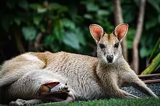 Zandwallaby