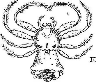 Phrynarachne decipiens