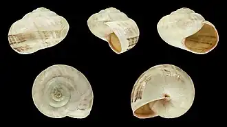 Theba pisana fauxrosea