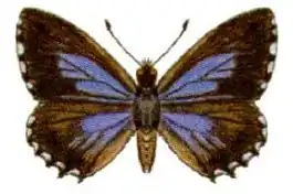 Theclinesthes serpentata