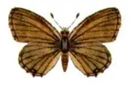 Theclinesthes sulpitius