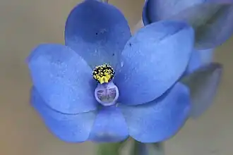 Thelymitra macrophylla