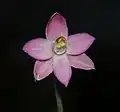 Thelymitra rubra