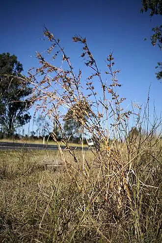 Themeda quadrivalvis