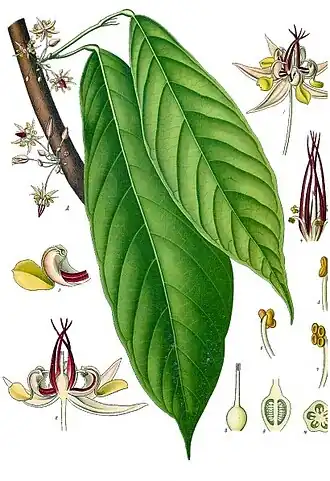 Sterculiaceae
