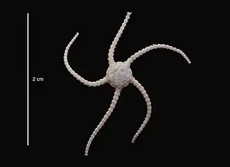 Ophioplinthus grisea