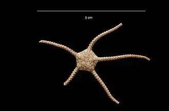 Ophioplinthus wallini