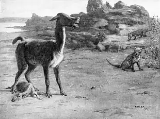 Theosodon en Borhyaena