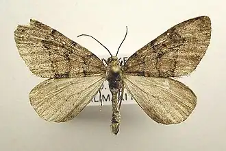 Thera cognata