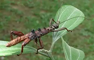 Theramenes (geslacht)