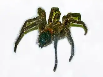 Aphonopelma rubropilosum