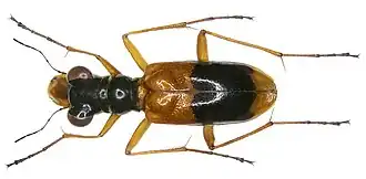Therates fasciatus