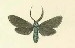 Wingerdmetaalvlinder