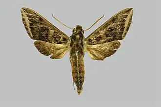 Theretra griseomarginata