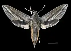 Theretra japonica ♀