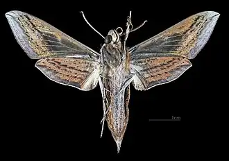 Theretra japonica ♀ △