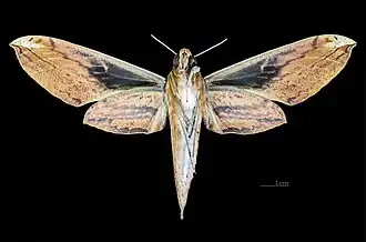 Theretra nessus ♀ △