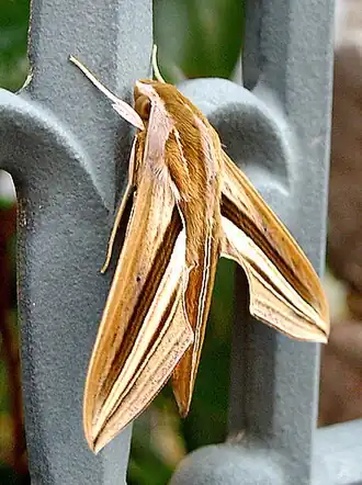 Theretra oldenlandiae