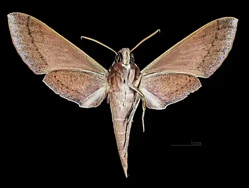 Theretra pallicosta ♀ △