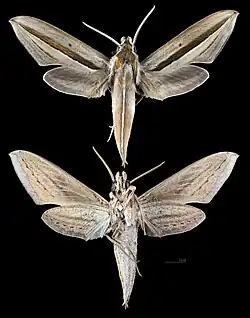 Theretra silhetensis