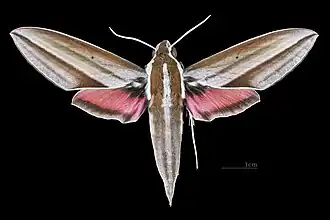 Theretra suffusa ♂