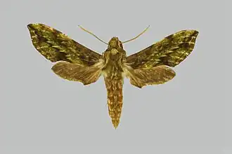 Theretra viridis