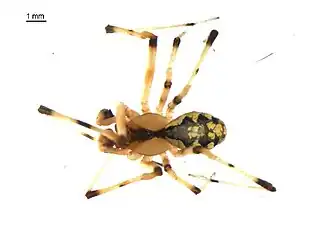 Theridion albidum