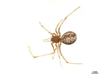 Theridion californicum