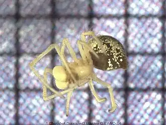 Theridion melanostictum