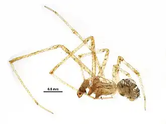 Theridion pennsylvanicum