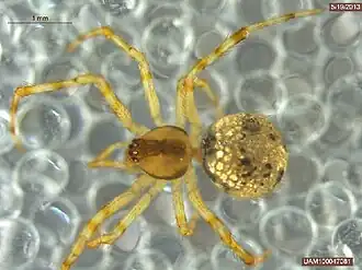 Theridion saanichum