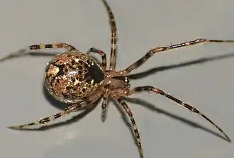 Theridion zantholabio