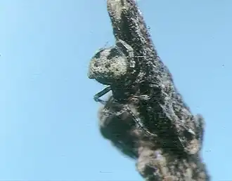 Theridula iriomotensis