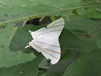 Therinia transversaria