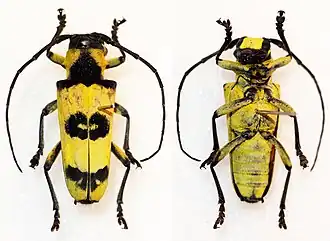 Thermistis conjunctesignata