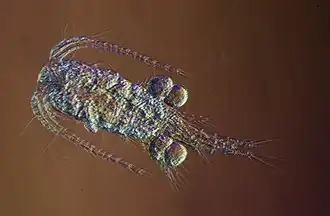 Thermocyclops inversus