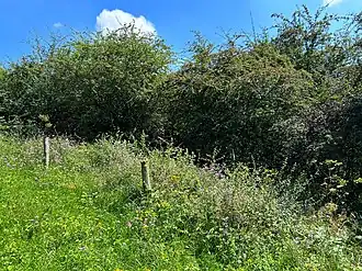 Thermofiele zoomvegetatie van de associatie van dauwbraam en marjolein langs een loofstruweel.