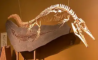 Halisaurus