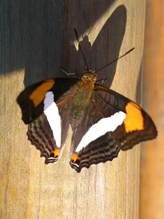 Adelpha thessalia
