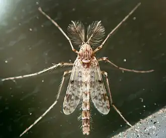 Thienemannimyia