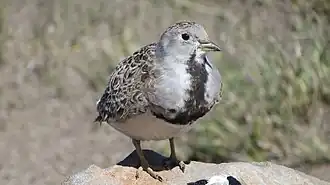 Patagonische kwartelsnip