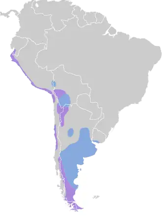 Patagonische kwartelsnip