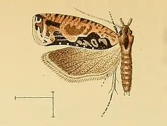 Thiodia glandulosana
