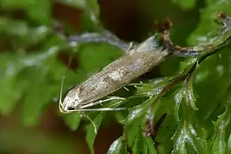 Thiotricha tetraphala